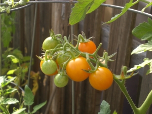 Sun Gold tomatoes