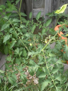 Another tomato vine growing in the rocks...